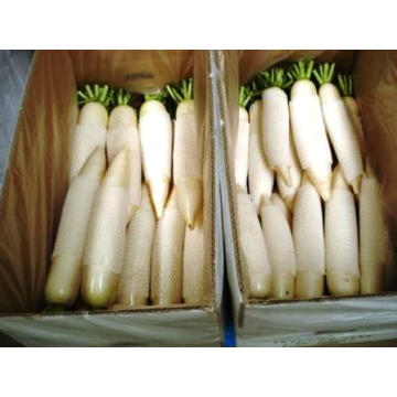 Good Delicious Fresh White Radish (150-200G)